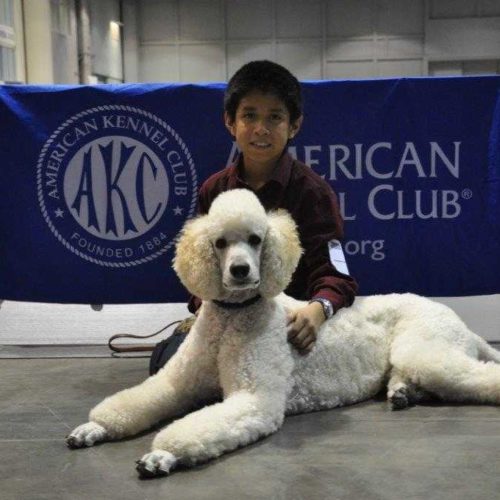 are standard poodles guard dogs