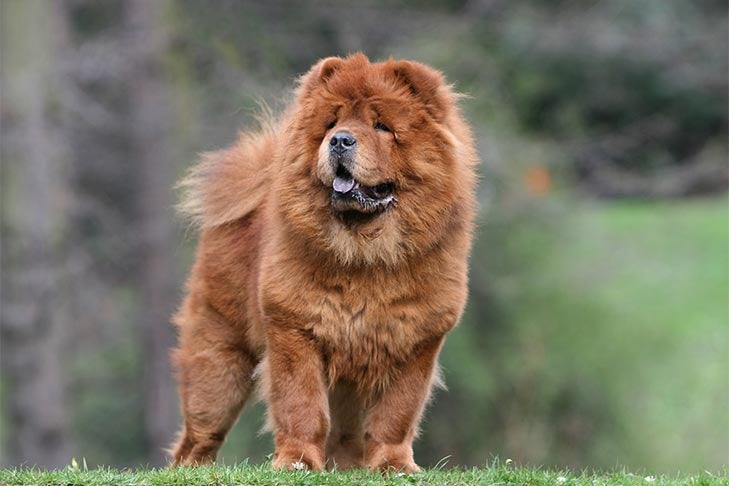 are chow chow puppies born with solid blue black tongues