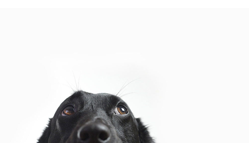 why are people afraid of black dogs