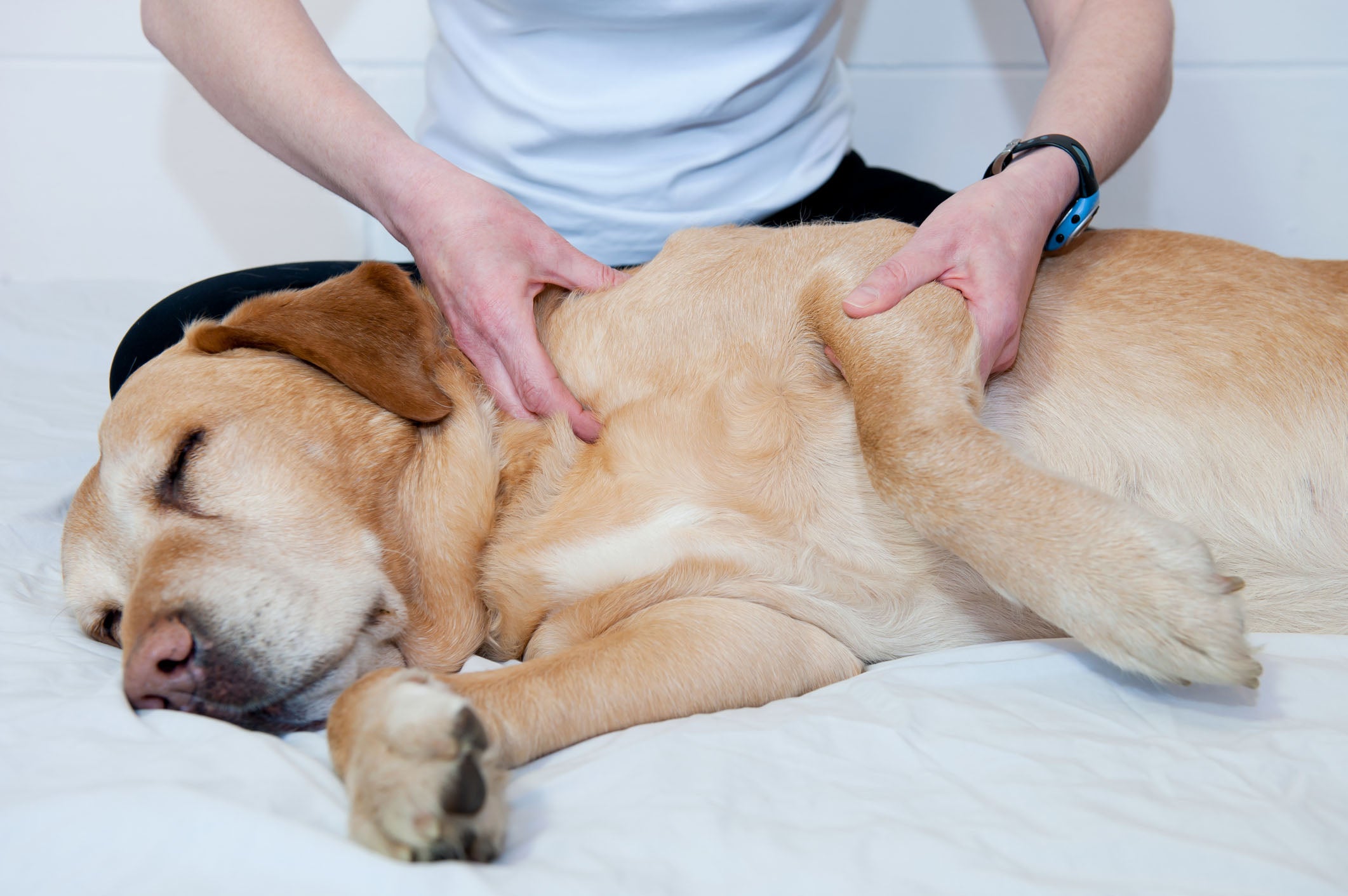 Canine physiotherapy: How to do Soft Tissue Massage for Dogs: the