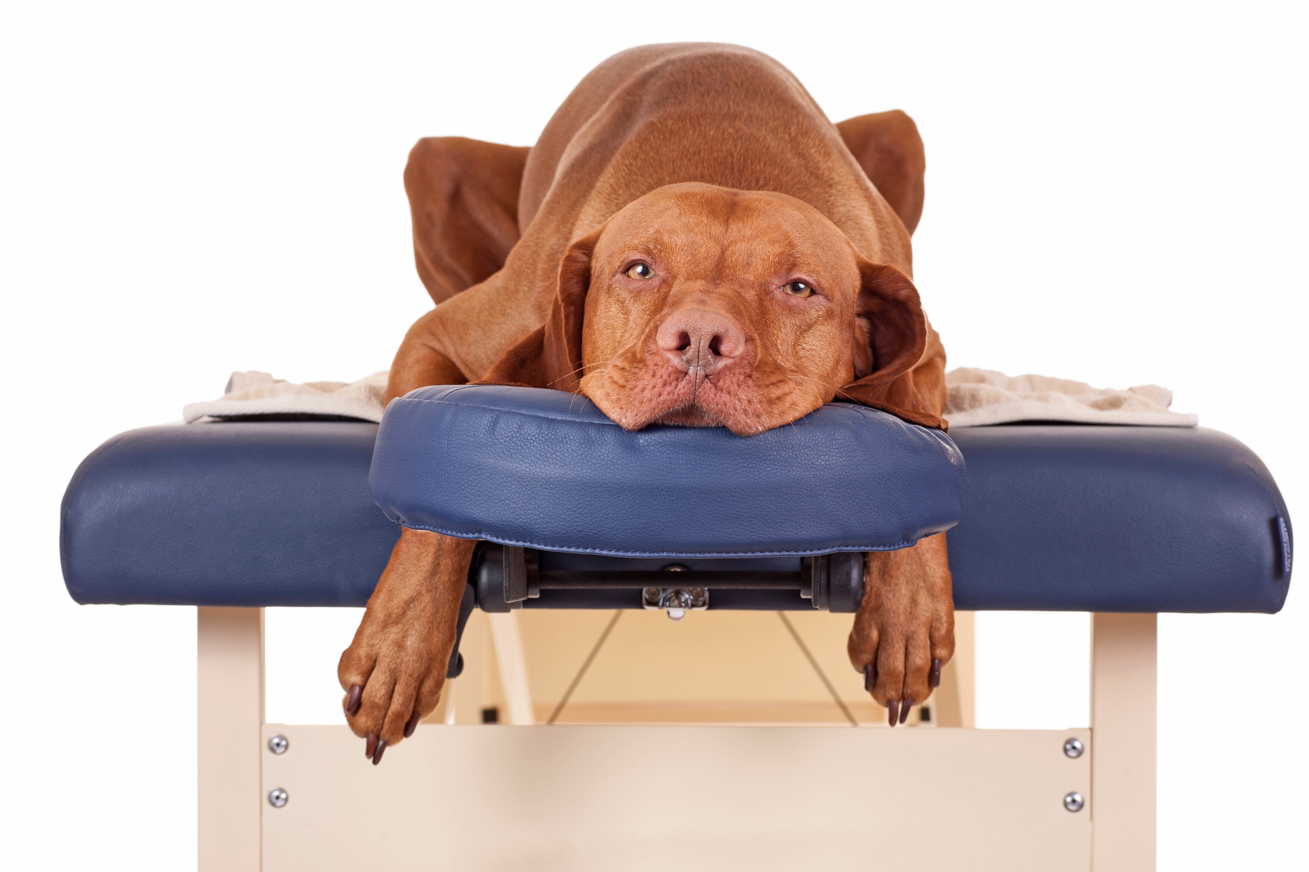 How do you massage a dog with a slipped disc?