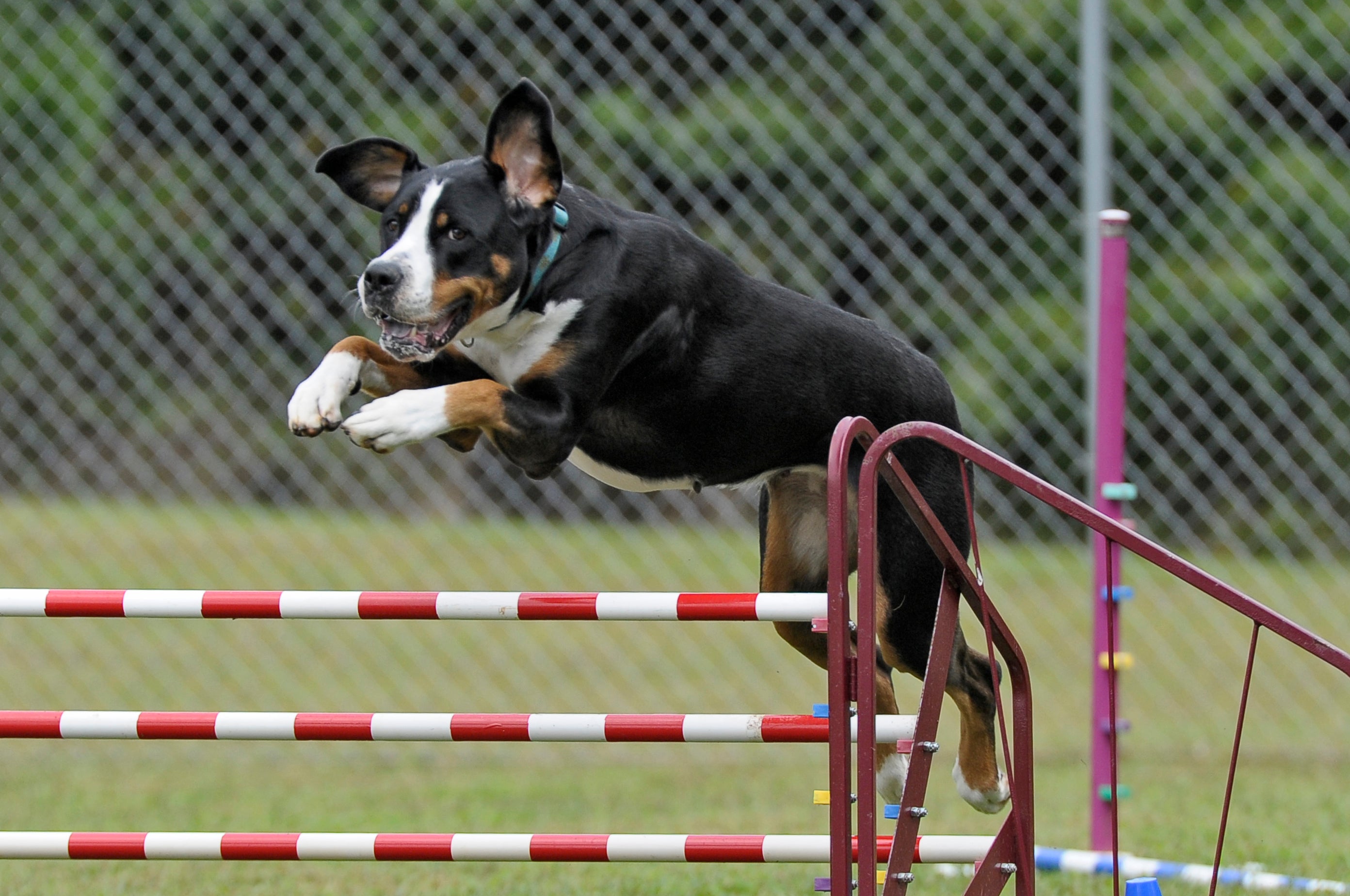 Backyard Fun: How to Create Your Own Dog Agility Course