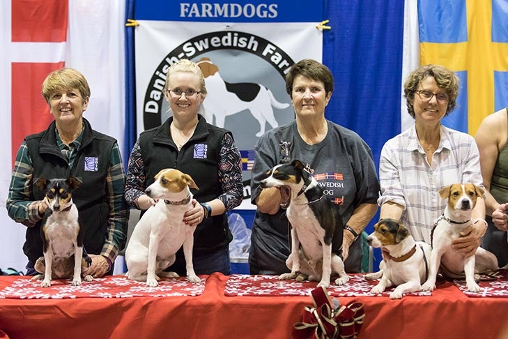 Danish-Swedish Farmdog booth. Meet the Breeds at the 2018 AKC National Championship presented by Royal Canin.