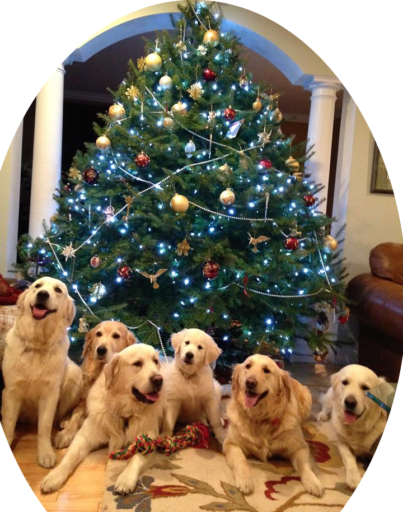 Cute and Festive Holiday Cards from Dog Breeders