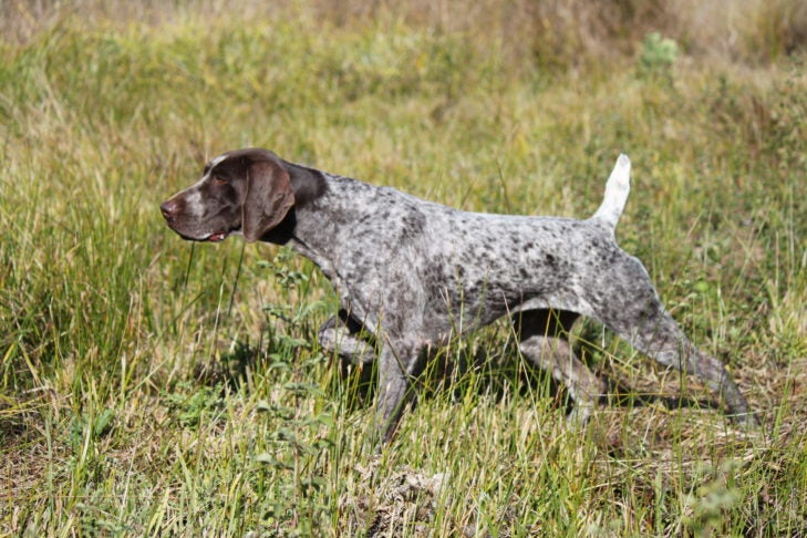Do German Wirehaired Pointers Shed Much