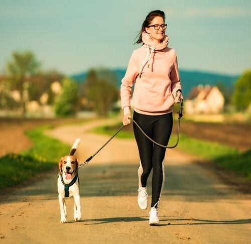how often should you walk your wetterhoun puppy