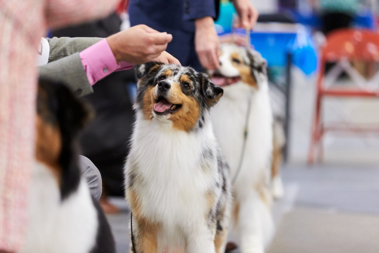 How to Watch The Rose City Classic Dog Show American Kennel Club