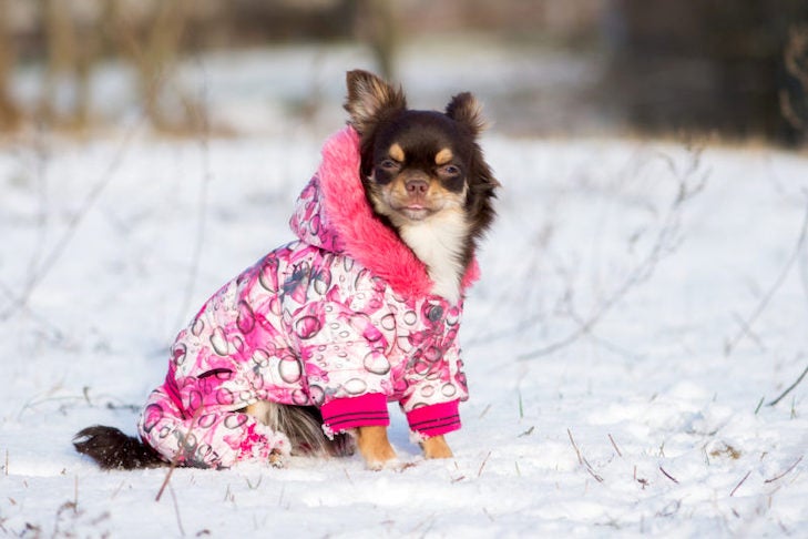 The Top Five Selling Cat Cold Weather Coats Right Now
