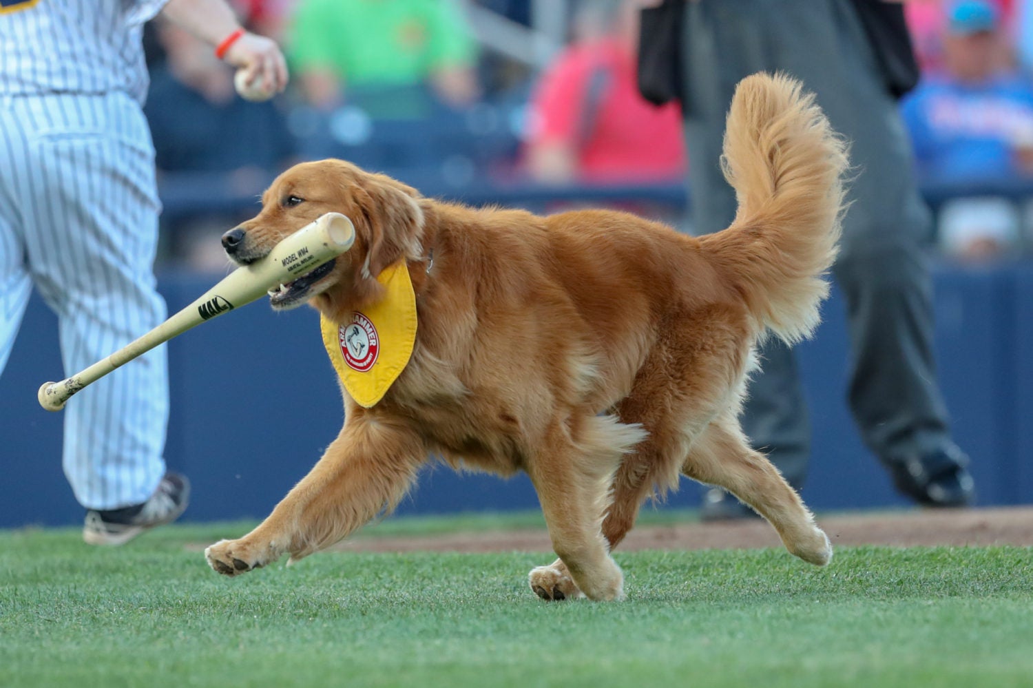 Photos of dogs wearing baseball gear on National Dog Day