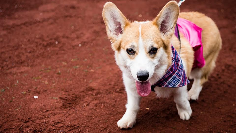 Photos: Puppies steal the show at Mariners' Bark at the Park