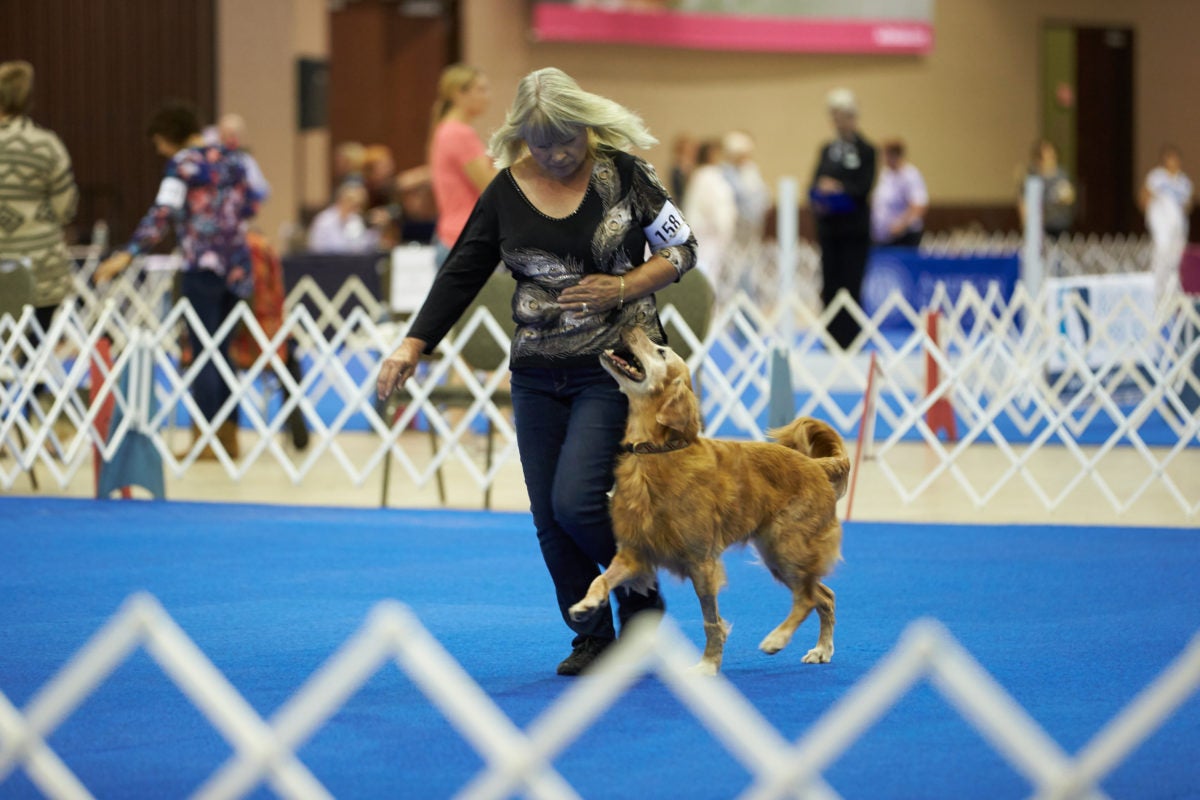 Meet the Oldest Dog in the AKC National Obedience Championship