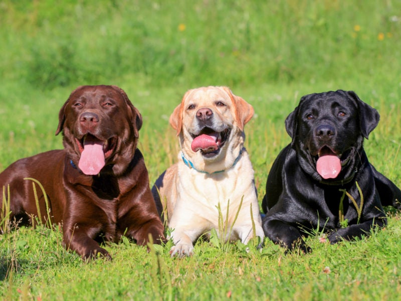 are labs protective dogs