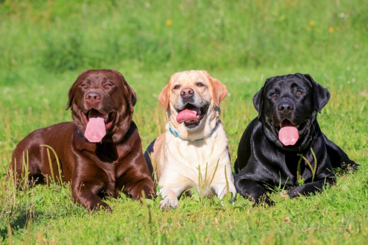 gloeilamp Hamburger behandeling Labrador Retrievers: 8 Fun Facts About These Adored, Adaptable Dogs