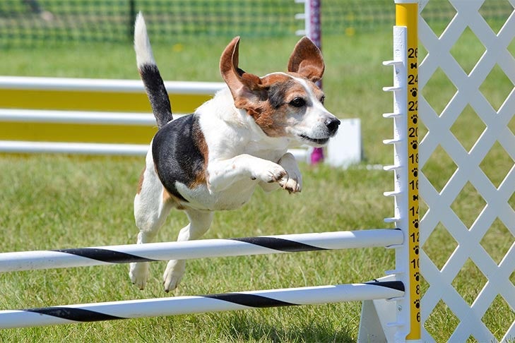 what obstacles are in a dog agility course
