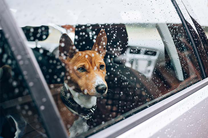 Basenji looking out of a car window in the rain.