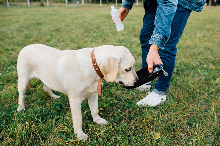 How do you rehydrate a dog?