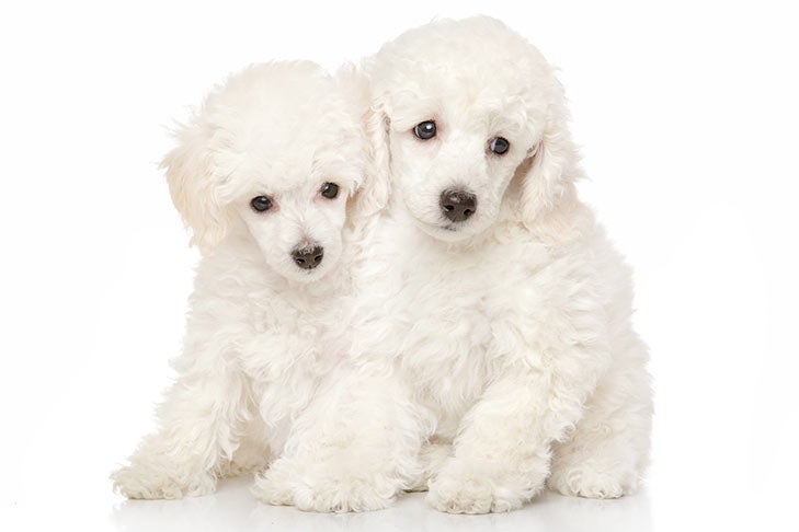 Mini Poodle Puppies 