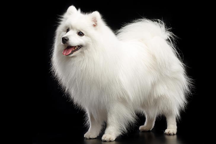 Dog Breeds That Start with J - American Kennel Club