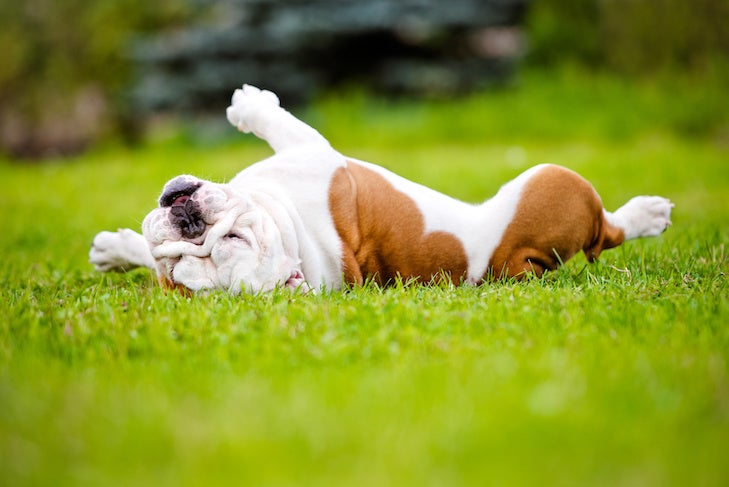 Bulldog rolling in the grass.