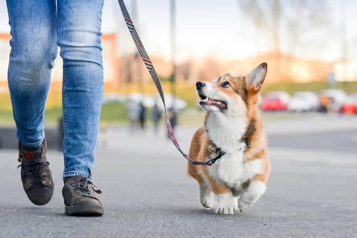 6 Things to Look for When Hiring a Dog Walker