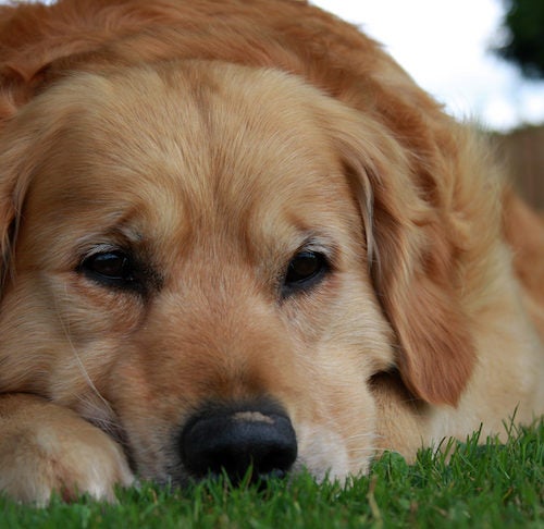 can therapy dogs sense sadness