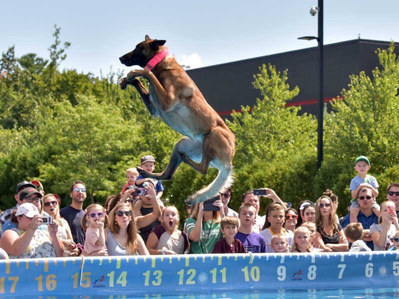 How to Watch the 2022 AKC Diving Dogs Premier Cup