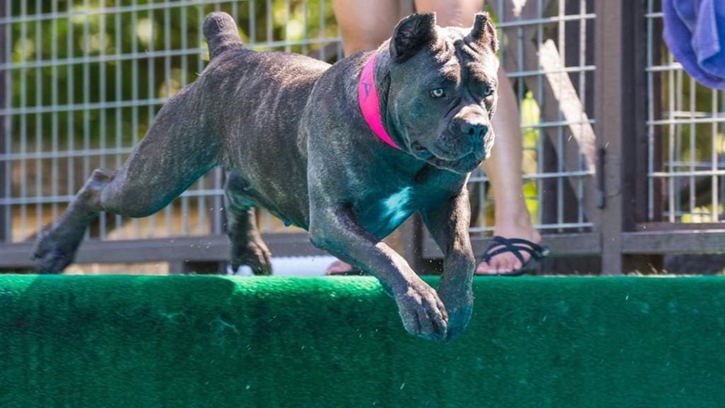 Facts About the Cane Corso That You May Not Know