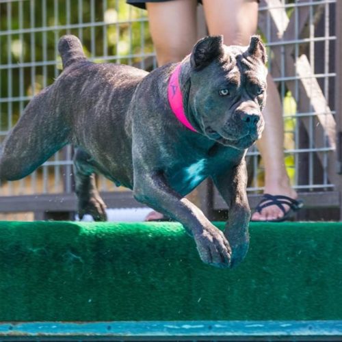 6 Facts About the Cane Corso - Greenfield Puppies