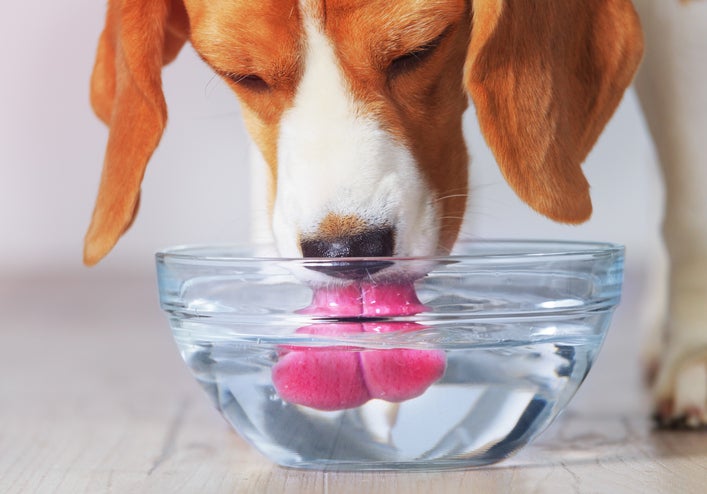 can well water make dogs sick