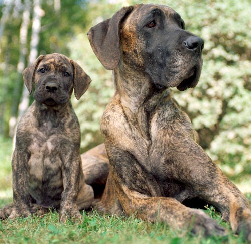 great dane dachshund mix puppies