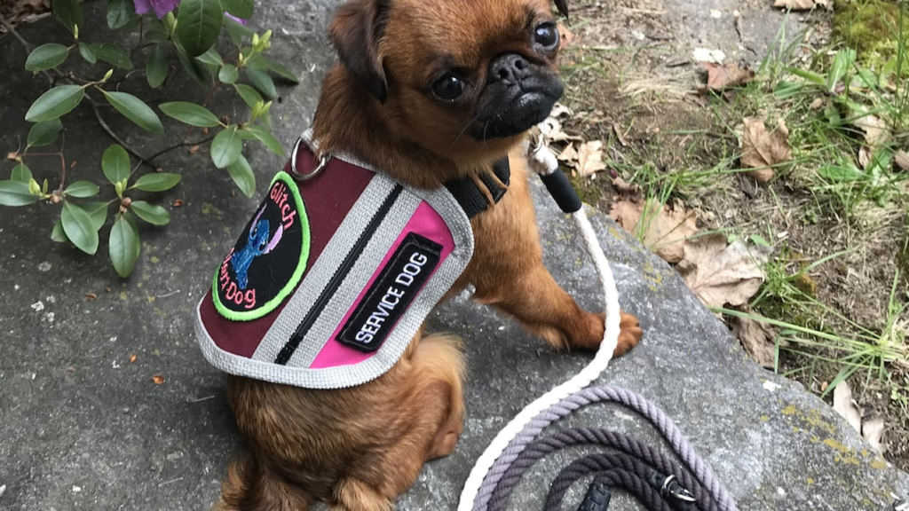 Canine Good Citizen Callie The Brussels Griffon, Stellar Small Service Dog