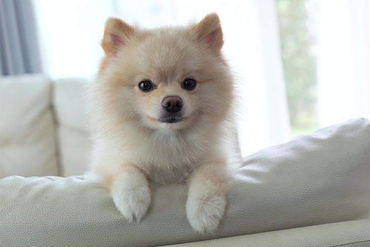 https://www.akc.org/wp-content/uploads/2019/09/Small-spitz-type-dog-on-the-couch.jpg