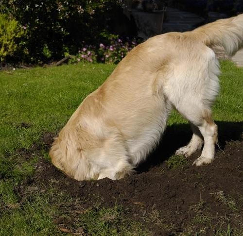 The Best Kind of Toys for Dogs That Like to Dig