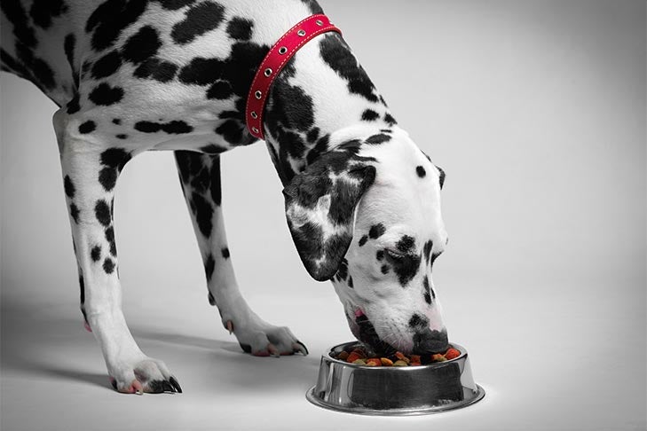 Dalmatian eating dog food