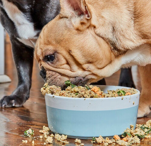 what to do if puppy is not eating