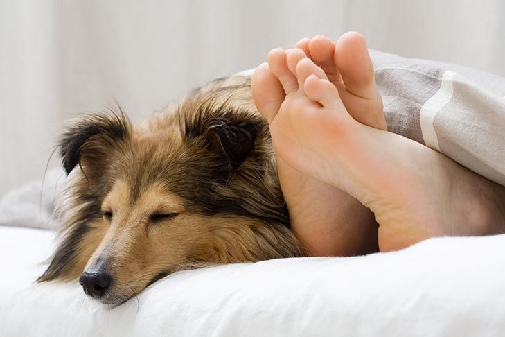Do dogs prefer hard or soft beds?