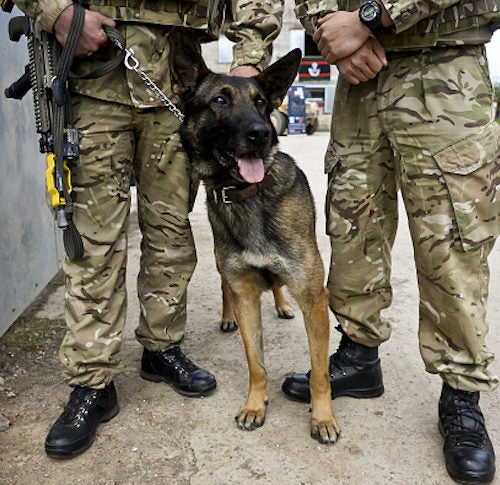 specialized search dogs in the military