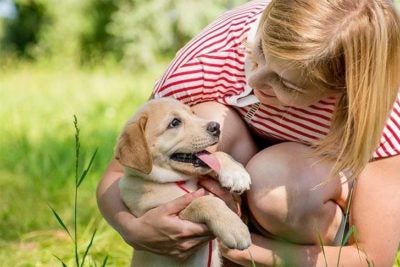 https://www.akc.org/wp-content/uploads/2019/10/lab-puppy-with-woman-smiling-tongue-out-400x267.jpg