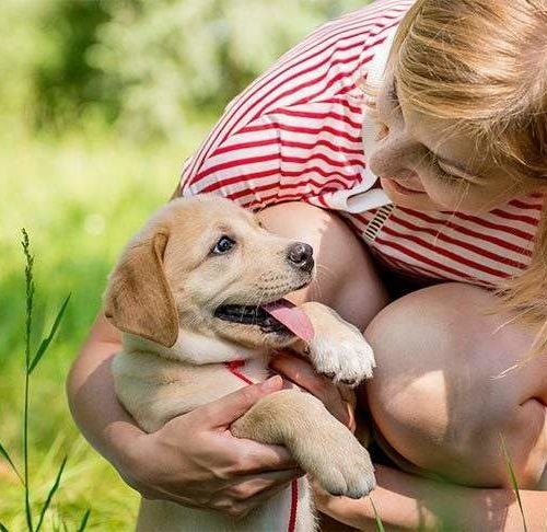 New Puppy Checklist: Essential Supplies Pet Experts Recommend