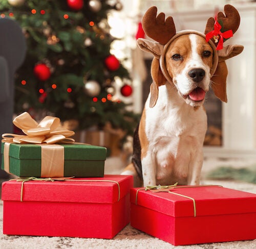 https://www.akc.org/wp-content/uploads/2019/11/Beagle-wearing-reindeer-antlers-sitting-in-the-living-room-on-Christmas-500x486.jpeg