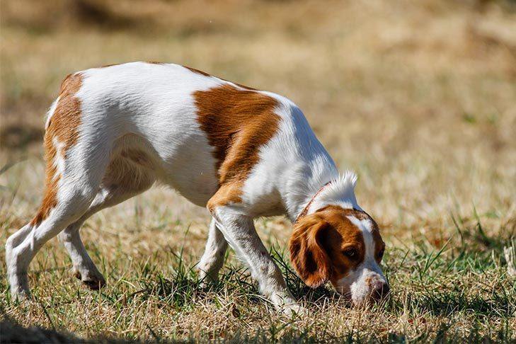 how long do dogs remember your scent