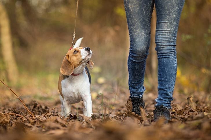 how often should you walk your finnish hound puppy