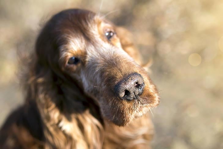 The Truth About Dog Age in Human Years: Understanding Canine Ageing and  Care