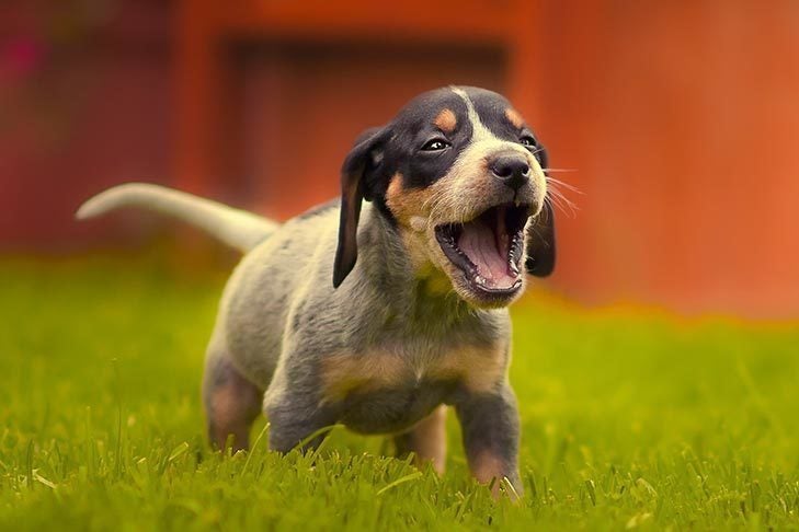 how many vocal sounds do dogs approximately make