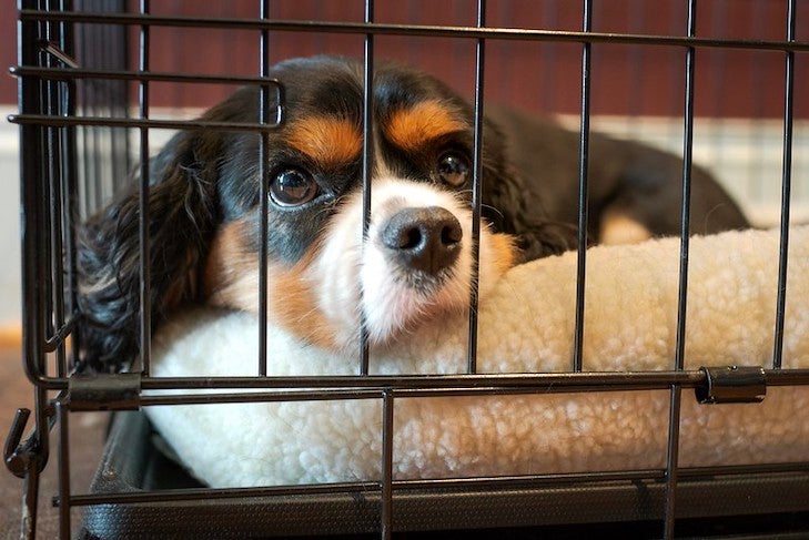 Crate Training Your Dog: Everything Pet Parents Should Know