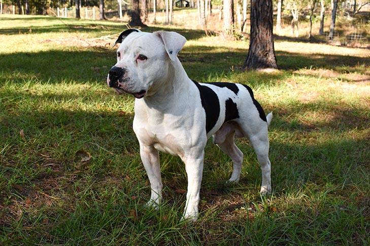 American Bulldog - Dog Breed Information - American Kennel Club
