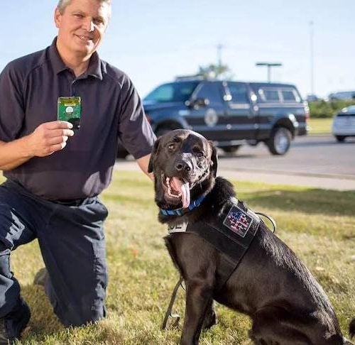 Boy Eating Girl Potty - Can Dogs Detect Cybercrime and Pornography? â€“ American Kennel Club