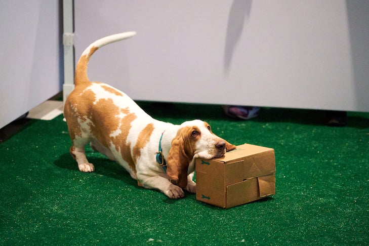 Sniff Scape and the Benefits of Indoor Scent Games for Dogs - Dog