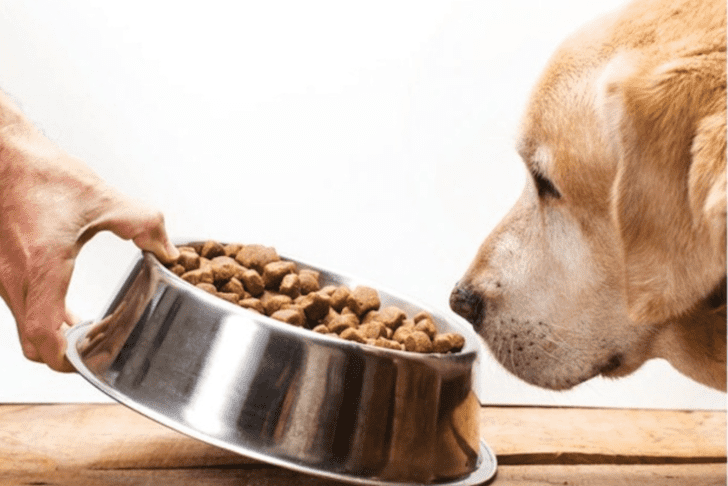 should puppies have a high protein diet