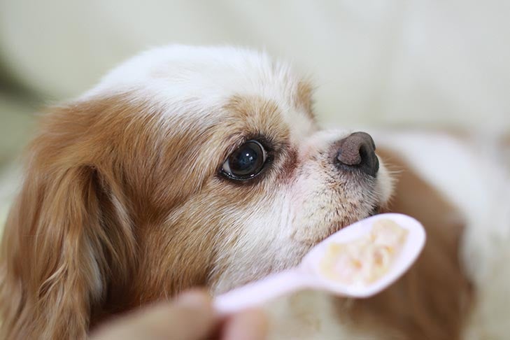 Do older dogs need soft food?